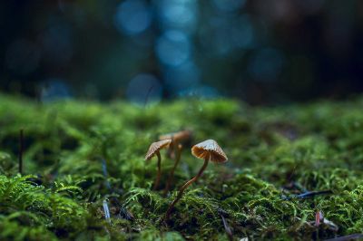 El 5 de junio se conmemora el Día Mundial del Medio Ambiente. 